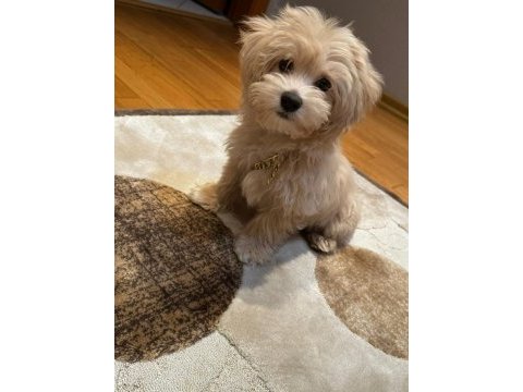 Maltipoo erkek 4 aylık
