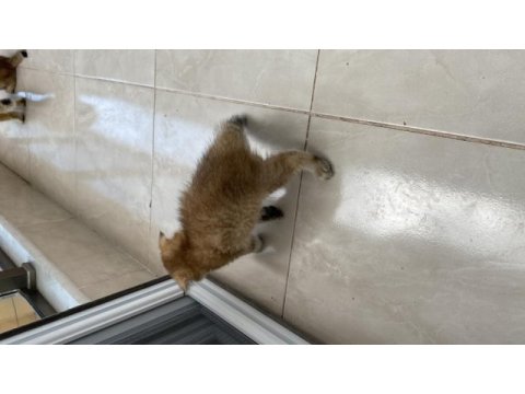 Golden scottish fold yavrularımız