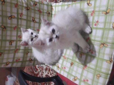 Mavi prensler british shorthair