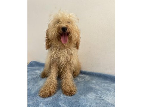 Apricot güzeli poodle köpeği