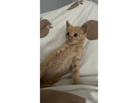 1 buçuk aylık sokak kedisi acil sahiplenmesi gerekiyor
