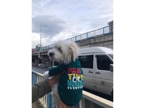 Terrier erkek köpeğimiz