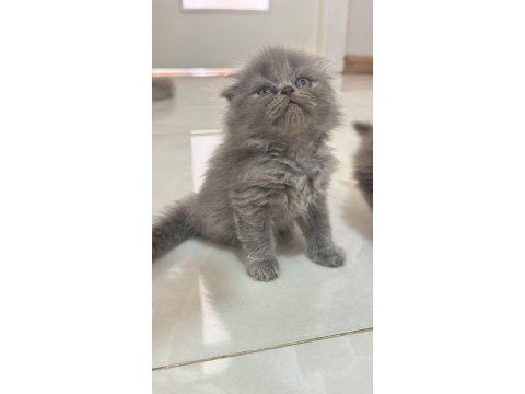 British shorthair bebeklerimiz yuvasını arıyor
