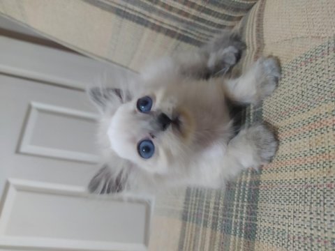 Yavru güzel british longhair