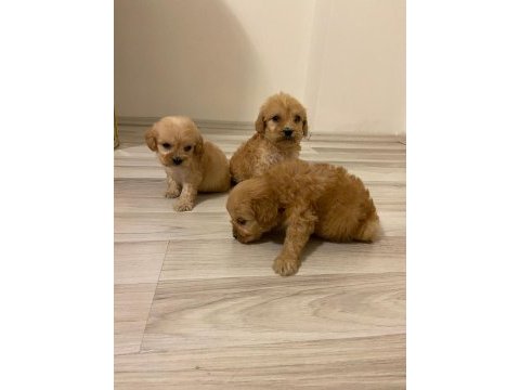Irk ve sağlık garanti orjinal maltipoo bebeğimiz