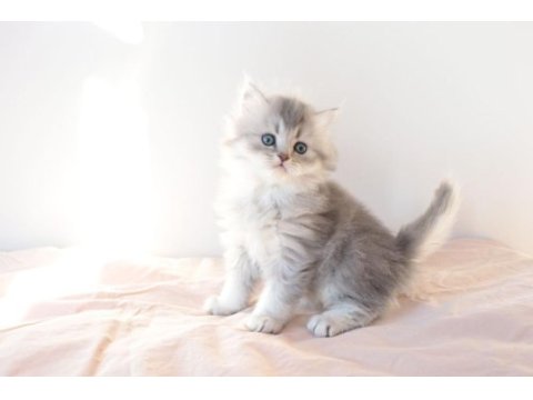 Safkan british longhair blue golden