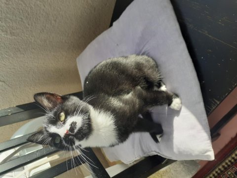 2 aylık yavru smokin tuxedo cinsi annesi öldü yuva olun