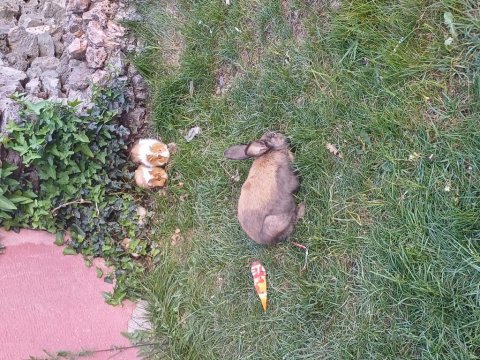 Tavşan ginepig cüce minirex