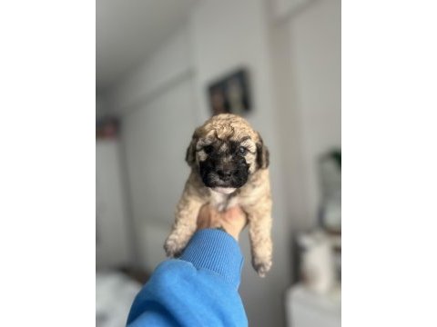 Sable ve phantom renk maltipoo f2 bebeklerim
