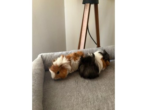 Yeni ginepig yavrularımıza aile olmak ister misiniz?