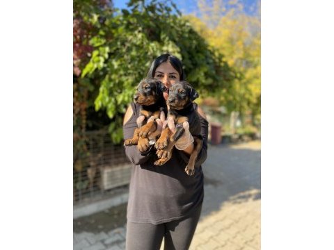 Üst kalite king doberman yavrularım