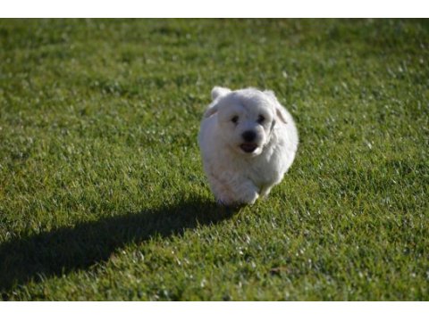 Maltese terrier 0 numara orjınal ırk