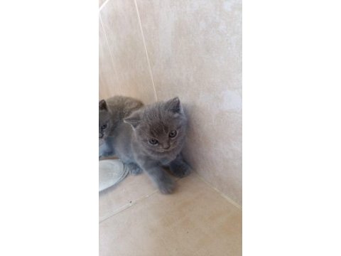 Safkan british shorthair 50 günlük tuvalet eğitimli