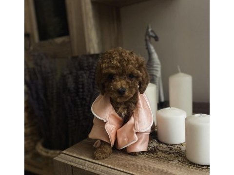 Dişi ve erkek poodle yavrular