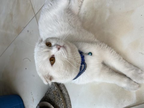 Erkek scottish fold kedimize eş arıyoruz