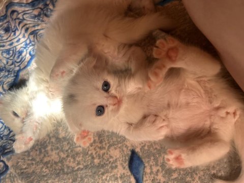 Scottish fold longhair