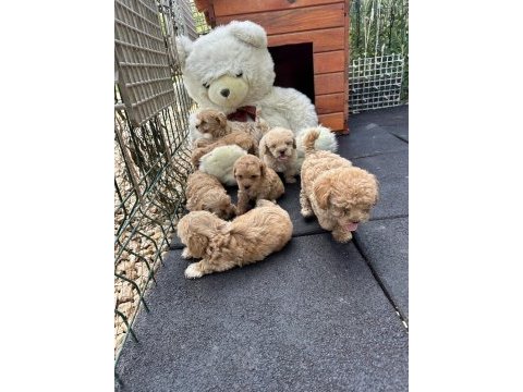 Google görsellerde bile olmayan maltipoo köpeklerim