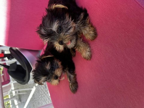 Teacup orjinal yorkshire terrier bebekler