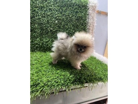 Pomeranıan boo yavrular [majyajsız fönsüz}