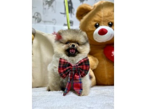 3 aylık dişi show class pomeranian yavrumuz