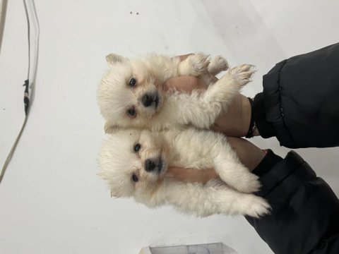Pomeranian spitz bebekler