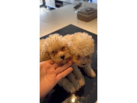Toy poodle dişi