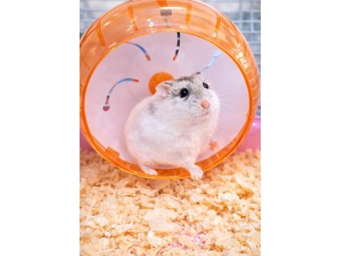 Gonzalez hamster