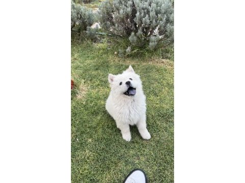 3 aylık dişi chow chow (çin aslanı)