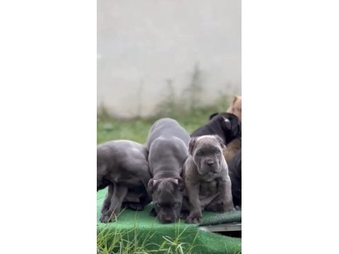 Asil ve sevimli cane corso kapıda ödeme