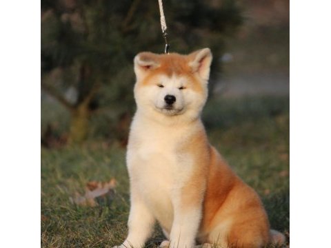 Japonların gözbebeği olan japon akita yavruları 