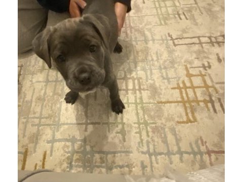 2 aylık cane corso