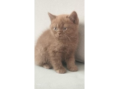Cinnemon safkan british shorthair