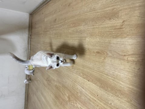 Çok güzel yavrular ve anne british shorthair