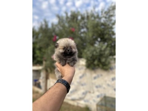 Pomeranian yavrularımız