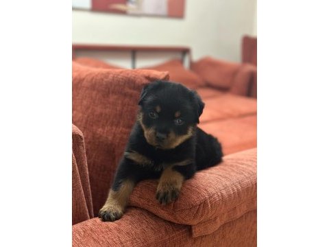 A kalite son erkek rottweiler yavru