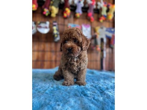 Pofuduk toy poodle bebekler