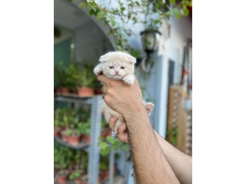 Teslime hazır golden scottish fold erkekler