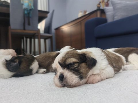 Sevimli shih tzu yavruları sahiplerini bekliyor