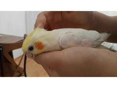 Evcil genç dişi lutino sultan papağanı