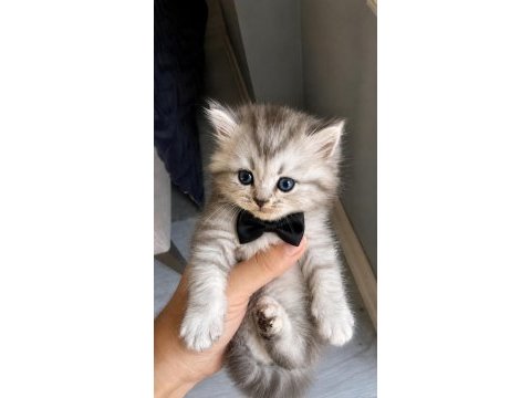 British longhair kedimiz