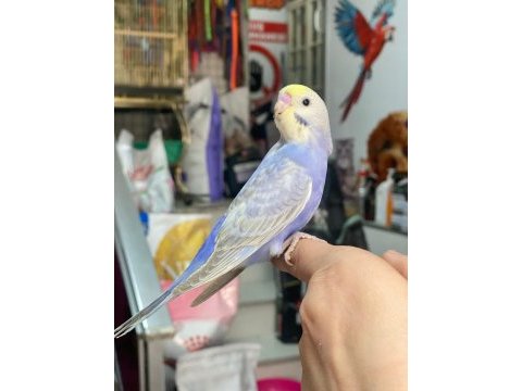 Yavru ve yetişkin muhabbet kuşu çeşitlerimiz 