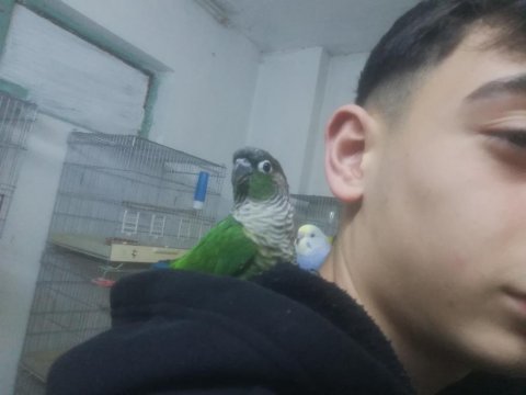 Ele alışık konur papağanı