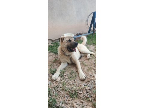7 aylık erkek kangal ciddi alıcılar yazsın