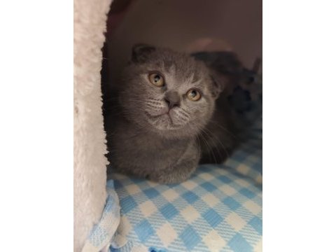 Scottish fold kedisi yavrularımız