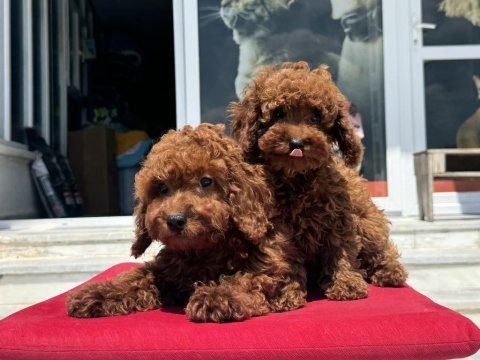 Çok özel redbrown kore toy poodle yavrularımız