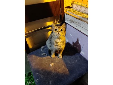 British shorthair bebeğimiz ailesini arıyor