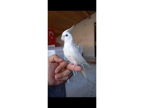 Sevimli kırmızı göz albino sultan papağanı