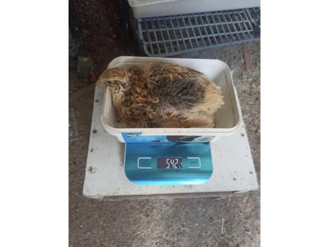 Xxl jumbo kuluçkalık bıldırcın yumurta