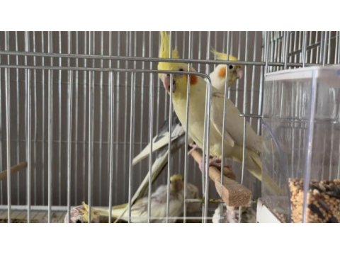 Toplu şekilde sultan papağanı çifti ve yavrular