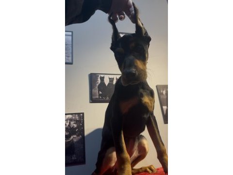 Estetikli doberman bebekler